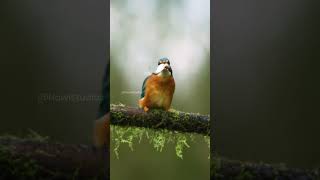 kingfisher brids wildlife photography [upl. by Norrabal]