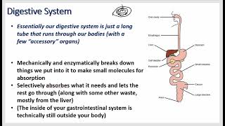 Gastrointestinal Physiology  Neuro Control Stomach Parietal Small Intestine Cholecystokinin [upl. by Liebowitz40]