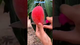 PARTHENOCARPIC MANGO VARIETY  SINDHU  SEEDLESS MANGO  PARTHENOCARPY IN MANGO  MANGO Faming🍋🍂 [upl. by Livy]