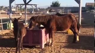 A peaceful morning at our rescue centre  Easy Horse Care Rescue Centre [upl. by Kamp928]