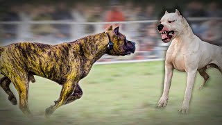 Dogo Argentino VS Presa Canario [upl. by Sadirah]