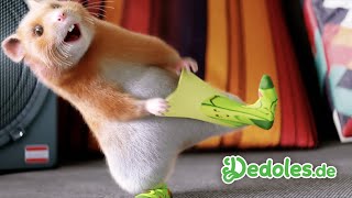 Dedolesde  Der komplette Song aus dem Dedoles HamsterWerbespot [upl. by Shabbir]