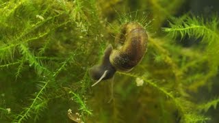 Planorbarius corneus  Junge Posthornschnecken  Young Ramshorn Snails [upl. by Wershba817]