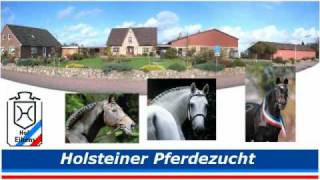 Holsteiner Colt by Stallion Larimar [upl. by Emsmus]