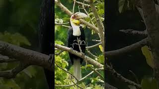 wreathed Hornbill kaziranganationalpark  Save Wildlife and save their Habitats [upl. by Inge290]