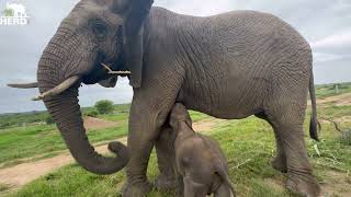 The Amazing Moment Baby Elephant Orphan Phabeni Meets Lundi and Suckles From Her [upl. by Nerraw]