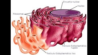 هآآم Structure du réticulum endoplasmique suite2 [upl. by Smiley913]