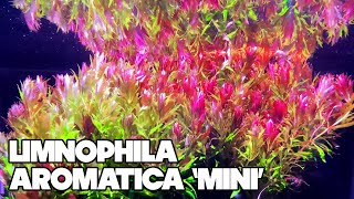 Limnophila Aromatica Mini  30 Gallon Planted Tank [upl. by Jolda]