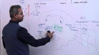 Immunology Neutrophil Lecture 3 Part 18 [upl. by Magnolia]