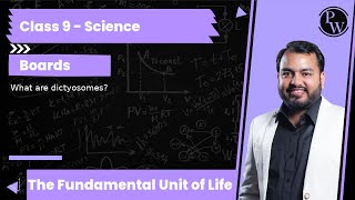 What are dictyosomes [upl. by Jenilee509]