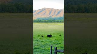 The Smokies Talk about beautiful smokymountains bears [upl. by Littman765]