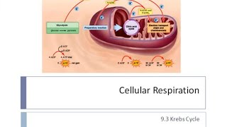 Krebs Cycle  Cellular Respiration [upl. by Gulgee]