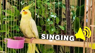 Mati cockatiel bird singing in nature 🦜 [upl. by Refannej]