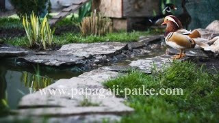 Patka mandarinka i karolinka  Mandarin duck and Wood duck or Carolina duck [upl. by Kolosick]