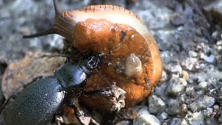 Lederlaufkäfer  Carabus Coriaceus  vs Wegschnecke [upl. by Novia]