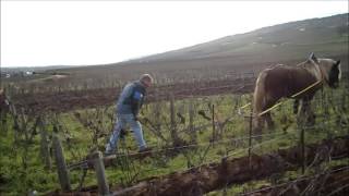 The Ploughing of Domaine de la RomanéeConti [upl. by Cherin]