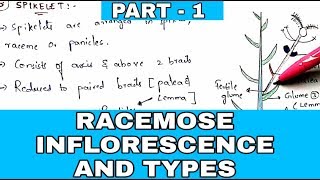 Racemose inflorescence and types  PART  1   Morphology of flowering plants  Bio science [upl. by Brady]