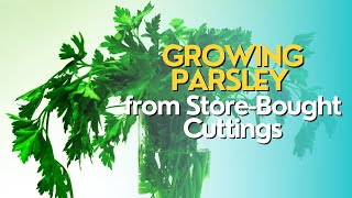 Growing Parsley from StoreBought Cuttings [upl. by Natsrik]