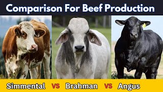 Angus vs Simmental vs Brahman for Meat Production [upl. by Merla]