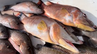 Fishing 11 miles Offshore for Hog Fish and Snapper [upl. by Sommers]