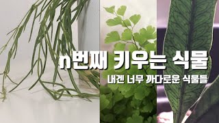 도전의식 불러일으키는 까다로운 식물들  호야 리네아리스 • 구갑고사리 • 아디안텀 • 칼라디움 플로리다 크라운 • 오렌지샤워 베고니아 [upl. by Ailido145]