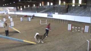 Alaskan Malamute quotIndianaquot  Agility Standard clean run [upl. by Ahsitam180]