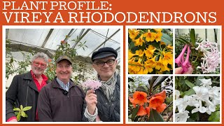 Plant profile Vireya Rhododendrons with specialist Andrew Rouse [upl. by Nananne252]