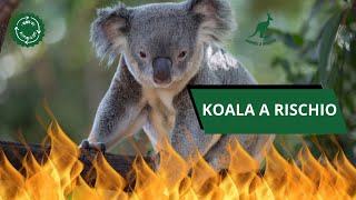 KOALA davvero in PERICOLO Li POSSIAMO DIFENDERE igiovaninaturalisti [upl. by Onfre]