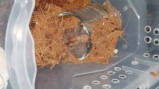 RARE FOOTAGE OF SPERM INDUCTION MUST WATCH  PHLOGIELLUS BAERI Philippine Dwarf Tarantula [upl. by Eendyc609]