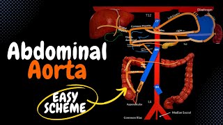 Abdominal Aorta EASY Scheme  Branches  Mnemonics [upl. by Lonny]