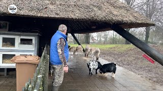 Beheerder hertenkamp De Westereen quotHiel moai foar de omjouwing dat wy bliuwe meiequot [upl. by Leciram]