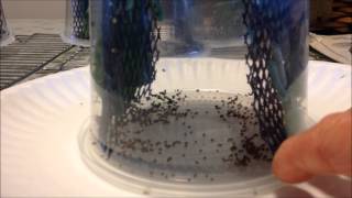 Hornworm egg tips update 9 272014 [upl. by Kedezihclem707]