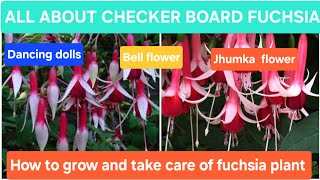 Fuchsia plant How to grow and take care of checker board fuchsia plant CHECKER BOARD FUCHSIA [upl. by Magdala]