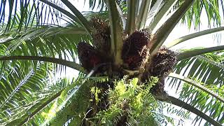 Malaysian Palm Oil  From Tree to Table Part 1 [upl. by Descombes]