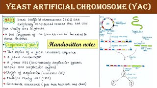 Yeast artificial chromosome  YAC  Artificial chromosome vector  Applications [upl. by Melise]