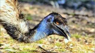 Emu Dromaius novaehollandiae [upl. by Wood]