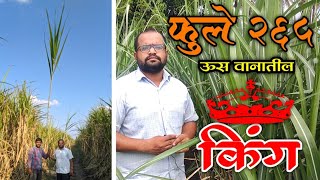 ऊस पिकातील राजा  फुले 265  संपूर्ण माहिती  Average बद्दल माहिती [upl. by Elayne]