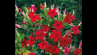 HOW TO GROW AND CARE FOR MANDEVILLA FLOWERS VINE PLANT  BY SUNNY SWIRL [upl. by Iborian]