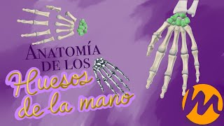 Anatomía ÓSEA de Miembro Superior CARPO  Quiz [upl. by Merril131]