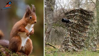 Lagopus  NEW Tragopan Chair Hide  Red Squirrel Wildlife Photography [upl. by Arahsak636]