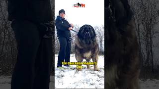 Caucasian Shepherd Dog  Beast from Georgia [upl. by Eibot]