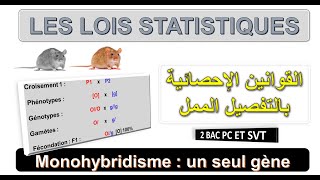 Génétique 4  Les lois statistiques  Cas de Monohybridisme  Darija  BIOF ET ARABE [upl. by Anihsat]