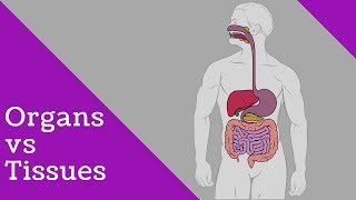 Difference tissues and organs [upl. by Zora]