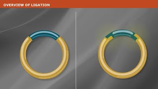 DNA Ligation [upl. by Legge223]