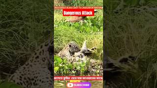 DANGEROUS ATTACKCROCODILE ALSO LOST TO JAGUAR IN WATER😱জলে কুমির হেরে যায় জাগুয়ারের কাছেshorts [upl. by Leiahtan463]