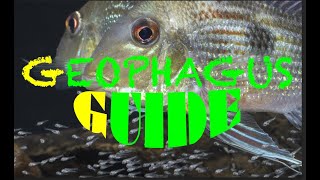 Geophagus  Guide to Amazonian Eartheaters  nearly all Geophagus species [upl. by Atipul]