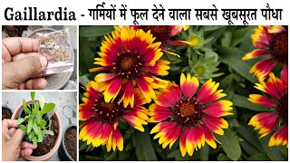 How to Grow Gaillardia from Seeds  How To Grow Summer Flower Seeds Faster BEGINNERS SPECIAL [upl. by Cahan]