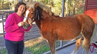 Horse Grooming How to Wash A Horse [upl. by Soulier]