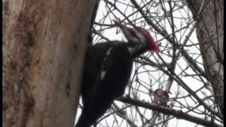 Pileated Woodpecker  call  closeup [upl. by Prue326]