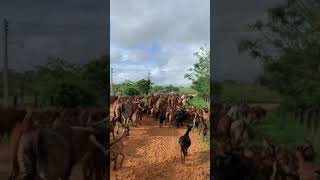 Fêmeas caprinas e bovinas  leiteiras  fazenda Carnaúba [upl. by Johnathan]